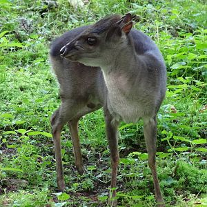 Congo blue duiker