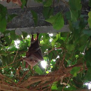Wahlberg's epauletted fruit bat