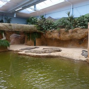 Nile crocodile enclosure