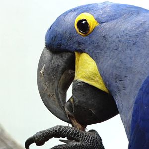 Hyacinth macaw