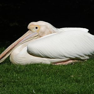 Great white pelican
