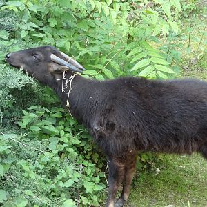 Mountain anoa