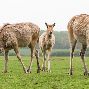 P?re David's deer : Whipsnade : 26 May 2014