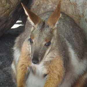 Yellow-Footed Rock Wallaby