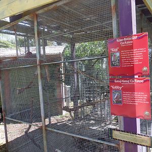 Galah/Gang-Gang Cockatoo Exhibit