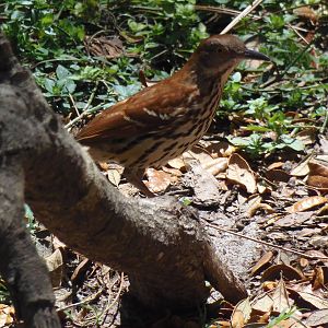 Brown Thrasher