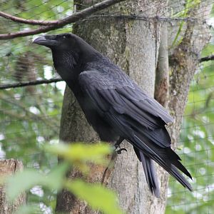 European raven