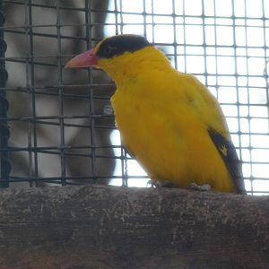 Black-Naped Oriole
