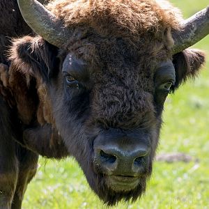 European bison / wisent : Whipsnade : 18 May 2014