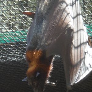 Malaysian Flying Fox