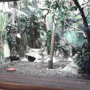 Black and rufous sengi enclosure
