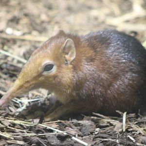 Black and rufous sengi