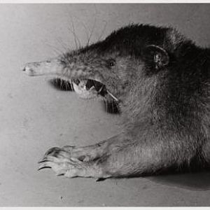Haitian Solenodon