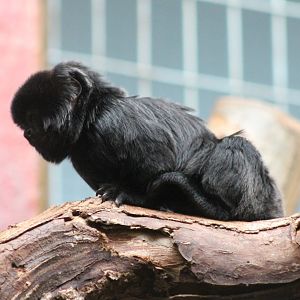 Goeldi's monkey