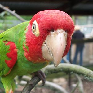 Red-masked Conure, 31st May 2014