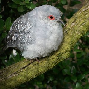 Diamond Dove, 31st May 2014