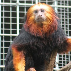 Golden-headed lion monkey