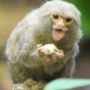 Pygmy marmoset