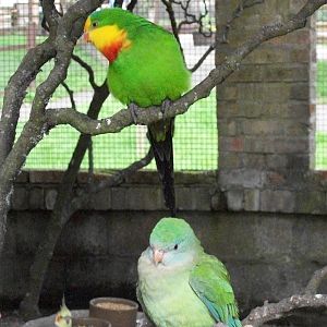 Residents of Polytelis Paradise on holiday, 31st May 2014