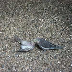 Cockatiel feeding chick, 31st May 2014