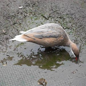 Bahama Pintail, 31st May 2014
