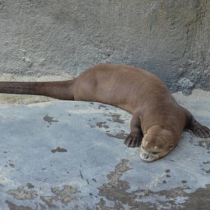 Giant River Otter