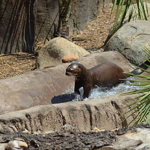 Giant River Otter