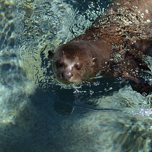 Giant River Otter