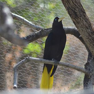 Crested Oropendola