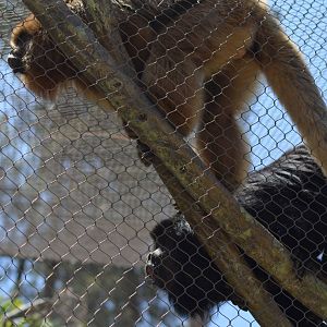 Black Howler Monkeys
