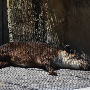 Central American Tapir