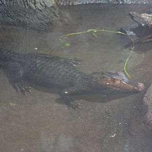 Dwarf Caiman