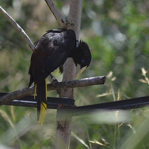 Crested Oropendola