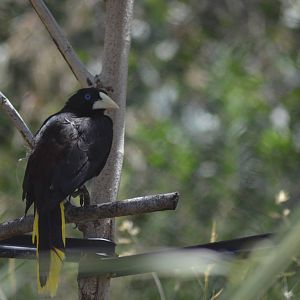 Crested Oropendola