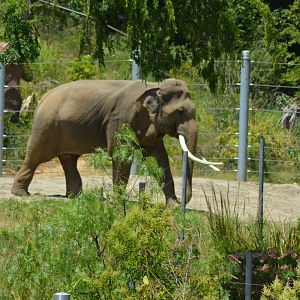 Billy - Elephants of Asia