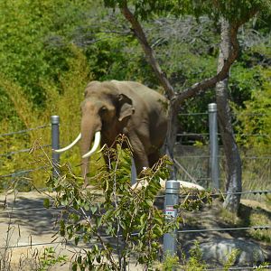 Billy - Elephants of Asia