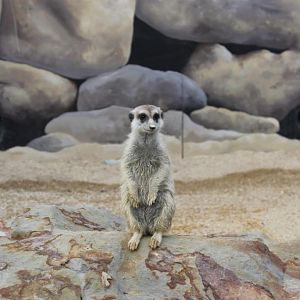Meerkats HVZ