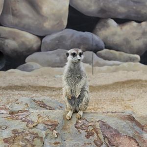 Hunter Valley Zoo May 2014