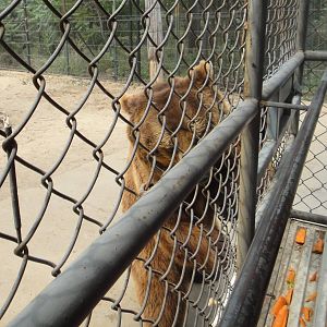 Brown bear trying to get food from the tourist vehicle