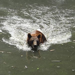 Brown bear swimming
