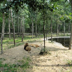 Open area of lion