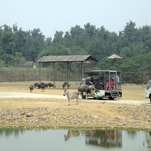 Open area of African animals