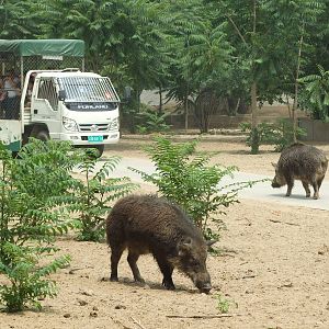 Open area of boar