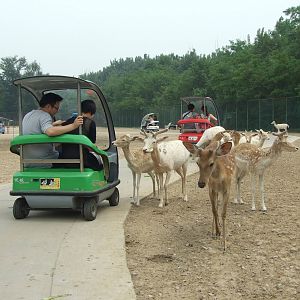 Self-driving free-range zone