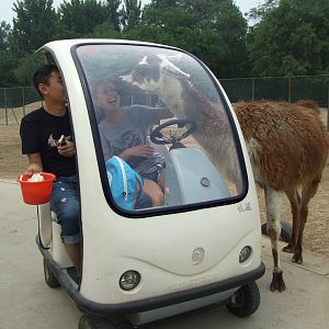 Llama wants cabbage and carrot