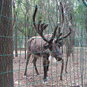 Reindeer