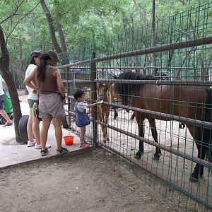 Captive animals in the self-driving zone