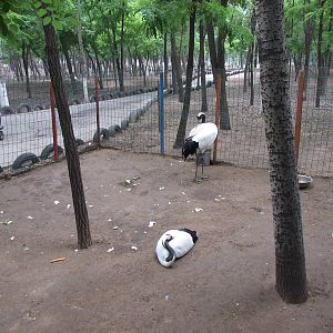 Captive red-crowned cranes in the self-driving zone