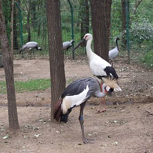 Cranes and storks captive in self-driving zone