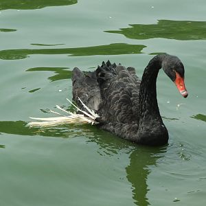 What's wrong with the wing